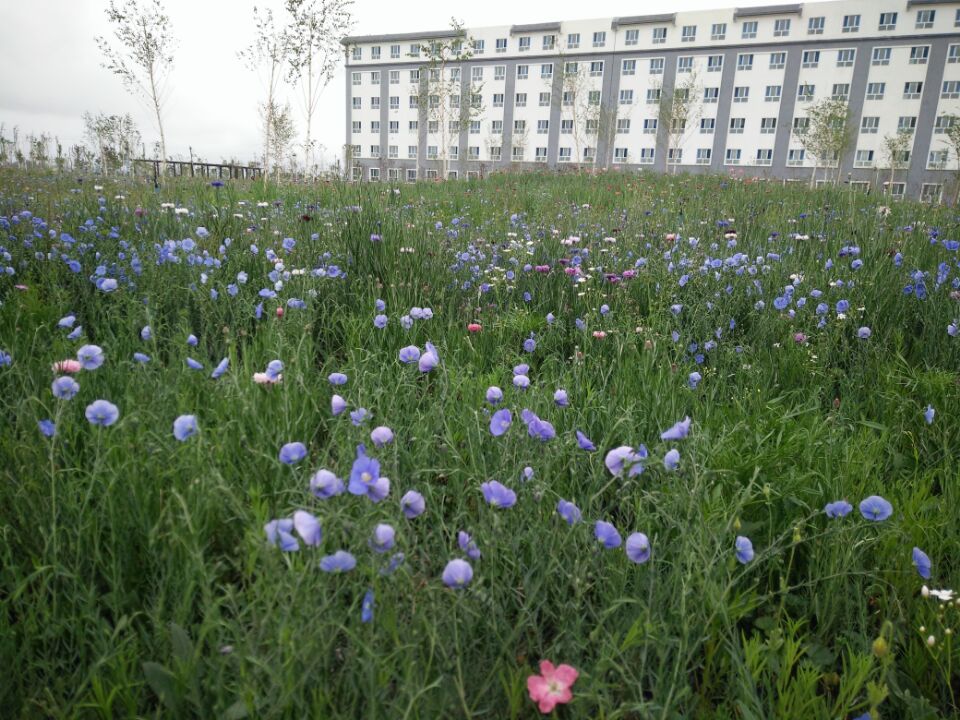 花海
